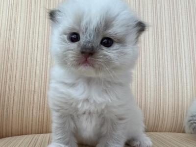 Scottish Fold Color Point Male - Scottish Fold - Gallery Photo #1
