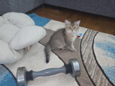 British Angels - British Shorthair - Gallery Photo #1