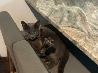 Dave - Russian Blue - Gallery Photo #1