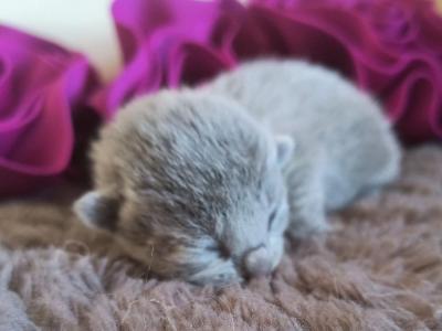Blue Girl - Russian Blue - Gallery Photo #1