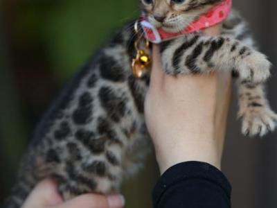 Panthera - Bengal - Gallery Photo #1