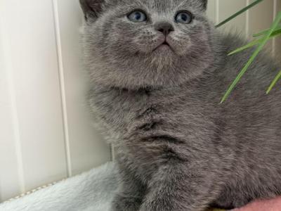 Linda - British Shorthair - Gallery Photo #1