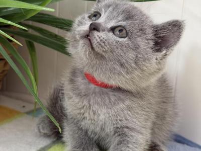 Lola - British Shorthair - Gallery Photo #1