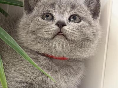 Olivia - British Shorthair - Gallery Photo #1