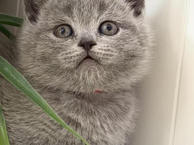 Olivia - British Shorthair - Gallery Photo #1