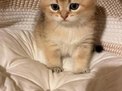 Boris - Scottish Fold - Gallery Photo #1