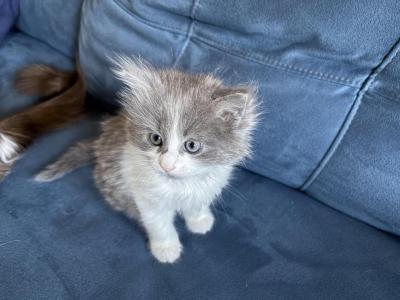 Rosie - Ragdoll - Gallery Photo #1