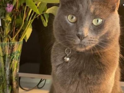 Leo - American Shorthair - Gallery Photo #1