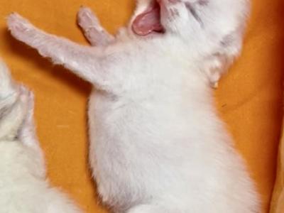 Flkitten1 3 White - British Shorthair - Gallery Photo #1