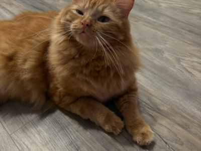 Snookie - Domestic - Gallery Photo #1