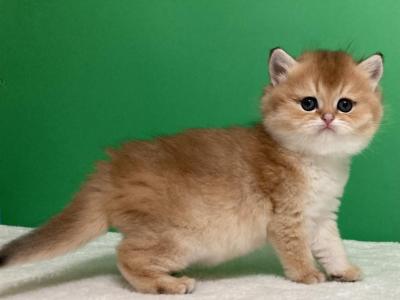 Litter C - Scottish Fold - Gallery Photo #1