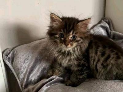 Wrangler - Maine Coon - Gallery Photo #1