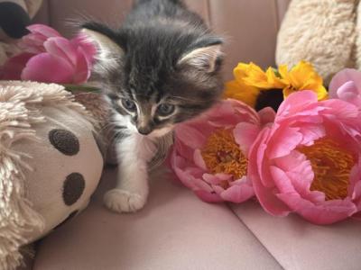 Marbles - Domestic - Gallery Photo #1