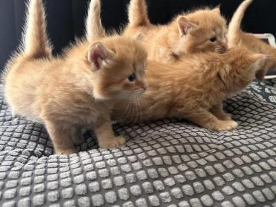 BUTTERCUP - Domestic - Gallery Photo #1