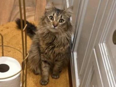 Cats And Kittens - Domestic - Gallery Photo #1