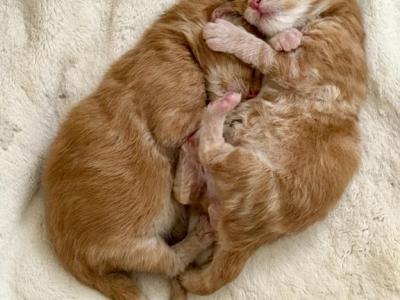 Caribbean Coons Of Sarasota - Maine Coon - Gallery Photo #1