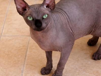 Sphynx Black Solid - Sphynx - Gallery Photo #1