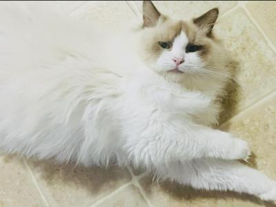 Chewys May Litter Kats Ravishing Ragdolls - Ragdoll - Gallery Photo #1