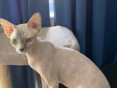 Sphynx Female Cat For Sale - Sphynx - Gallery Photo #1