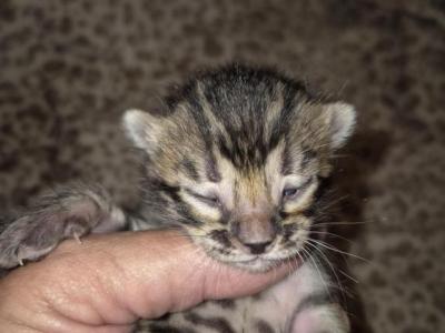 Females - Bengal - Gallery Photo #1