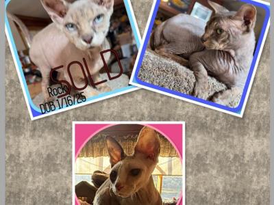 Shane &  Roxsy - Sphynx - Gallery Photo #1