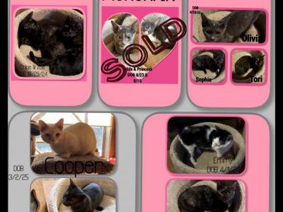 Munchkin Cats - Munchkin - Gallery Photo #1