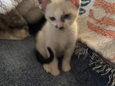 Snow's Snowshoe Siamese - Siamese - Gallery Photo #1