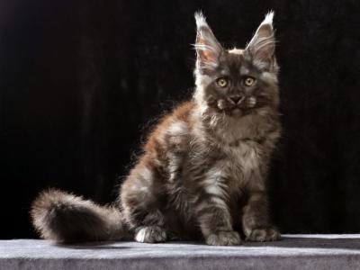 Maine Coon Kitten Available European Line - Maine Coon - Gallery Photo #1