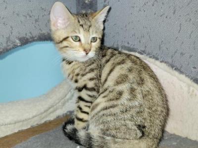 Purple Girl - Bengal - Gallery Photo #1