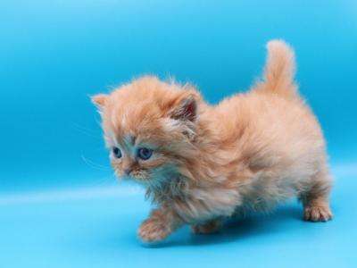 Cutie The Munchkin - Munchkin - Gallery Photo #1