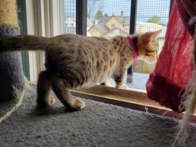 Pink Girl - Bengal - Gallery Photo #1