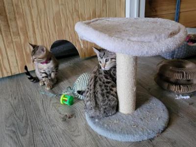 Green Girl - Bengal - Gallery Photo #1