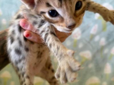 The Wild Moon Litter BABY 3 - Savannah - Gallery Photo #1