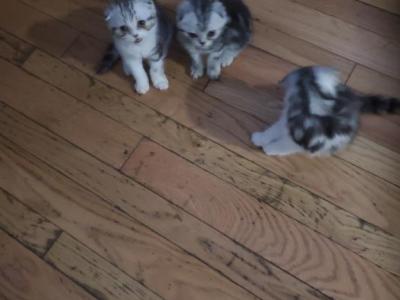 Scottish Babies - Scottish Fold - Gallery Photo #1