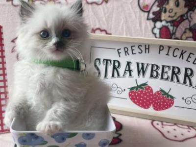 Kiwi - Ragdoll - Gallery Photo #1