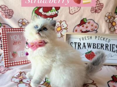 Strawberry - Ragdoll - Gallery Photo #1