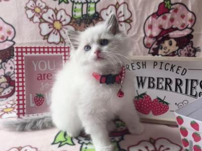 Cherry - Ragdoll - Gallery Photo #1