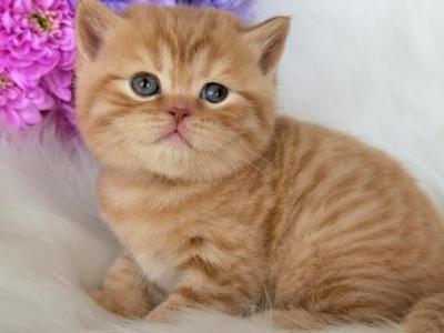 Enzo - British Shorthair - Gallery Photo #1