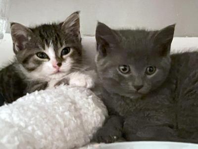 Luna Twyla And Stevie - Russian Blue - Gallery Photo #1