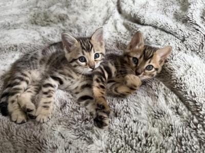 2 Female Bengal Kittens - Bengal - Gallery Photo #1