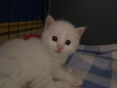 Exotic Balinese Beauty's Flam Point - Balinese - Gallery Photo #1