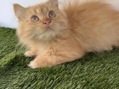 Red Female Short Leg Persian Kitten - Minuet - Gallery Photo #1