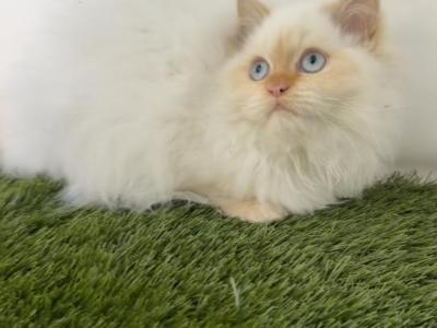 Female Short Leg Persian Minuet - Minuet - Gallery Photo #1