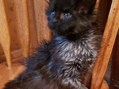 Sam - Maine Coon - Gallery Photo #1