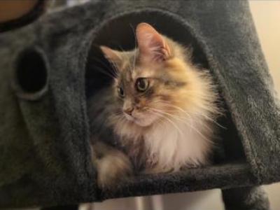 Tinkerbell - Domestic - Gallery Photo #1