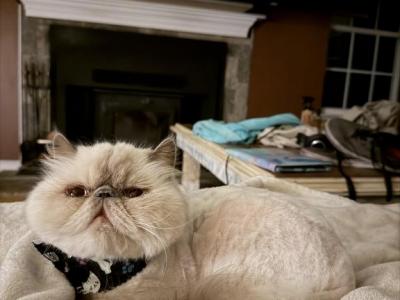 Ava - Persian - Gallery Photo #1