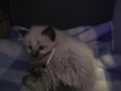 Light Pink Cutie - Balinese - Gallery Photo #1