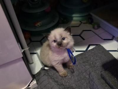 Dark Blue - Balinese - Gallery Photo #1