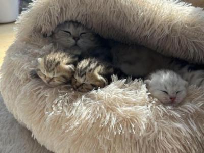 Easter Litter - Scottish Fold - Gallery Photo #1