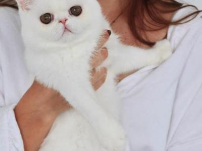 Lady Selah Dutchess - Exotic - Gallery Photo #1